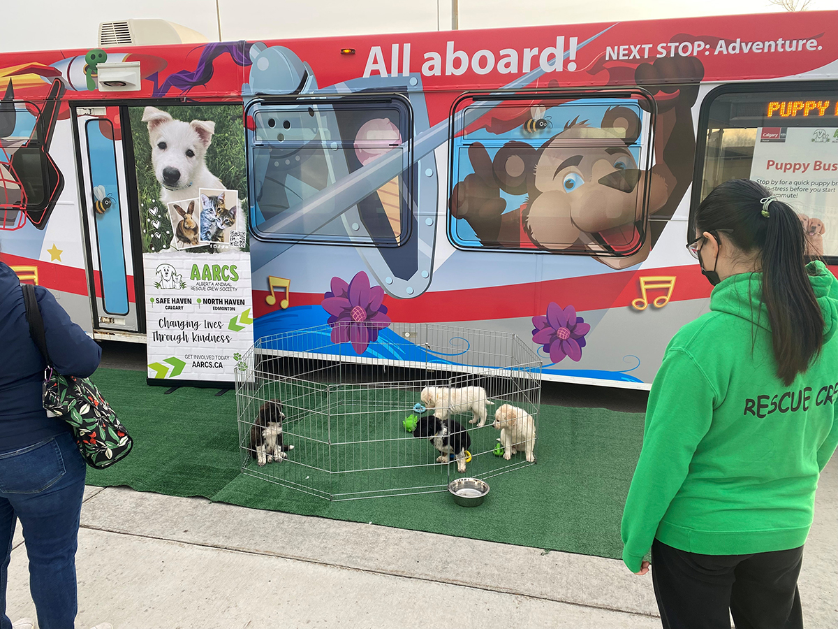 Puppies in a playpen